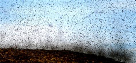 To Form Swarms Midges Fly In Spring Like Zigzags Inside Science