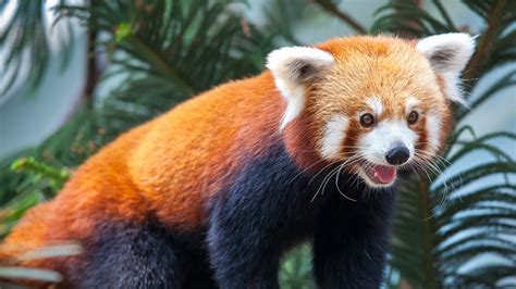 Meet Melbourne Zoos Red Panda Babies National Geographic