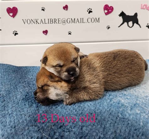 Von Kalibre - Shiba Inu Puppies for Sale in Welcome, MD | AKC Marketplace
