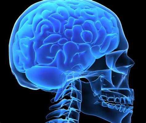 בלבול מוח מחקר חדש גילה שהזיכרון והריכוז שלנו משתנים עם עונות השנה מעריב