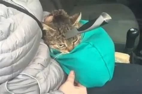 Karen becker, dvm , the term hyperesthesia essentially means, 'abnormally high skin sensitivity.' the following video shows one of the more extreme episodes of fhs, also known as twitchy cat syndrome or twitch cat syndrome. VIDEO: Vets save cat with kitchen knife STUCK in its HEAD ...