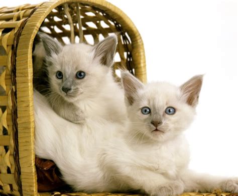 Balinese Cat Breed Info Pictures Temperament And Traits Pet Keen