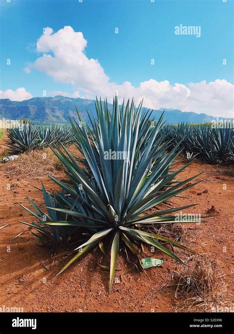 Jalisco Mexico Agave Hi Res Stock Photography And Images Alamy