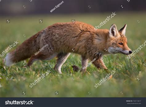 Red Fox Largest True Foxes Has Stock Photo 744113617 Shutterstock