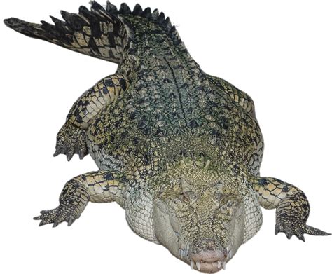 Isolated Crocodile Alligator · Free Photo On Pixabay