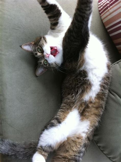 56 Cats Who Are So Excited To See You Excited Cat Cats Crazy Cats