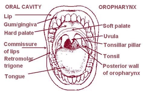 Oropharynx Wikidoc