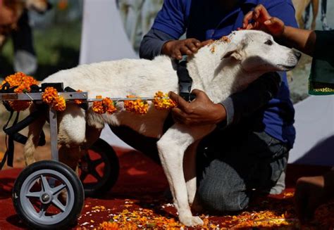 Dogs Get Their Day At Hindu Festival Dedicated To Animals In Nepal