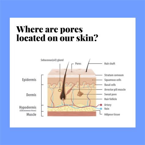 Pore Loving Ingredients Minimize Pores With These Ingredients Picky