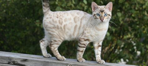 Bengal Exotic House Cat