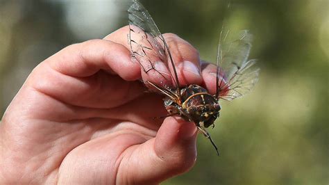 Life cycles two or three years, do not emerge in synchrony. The Wollongong suburb with the loudest cicadas revealed ...