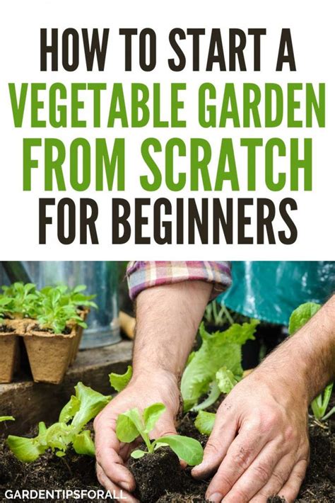 How To Start A Vegetable Garden From Scratch For Beginners