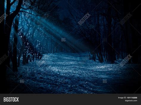 Night Forest Moonlight Image And Photo Free Trial Bigstock