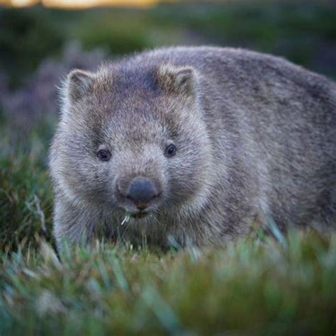 Cute Alert Wombat Cute Australian Animals Australia Animals Cute
