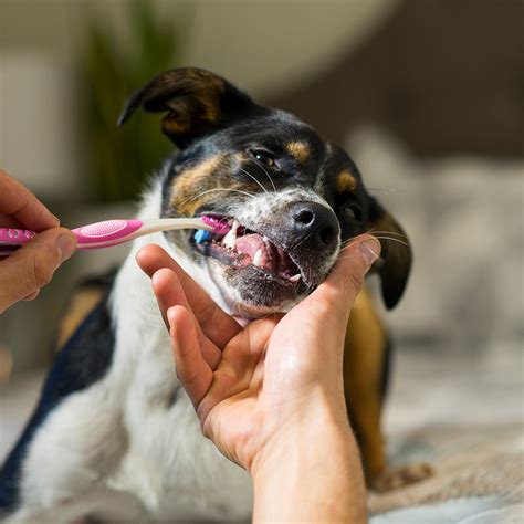 Pet Teeth Cleaning In Cookeville Tn Best Friends Veterinary Hospital
