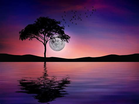 Night Reflection Water Nature Darkness The Night Full Moon Lake Tree Sky Pxfuel