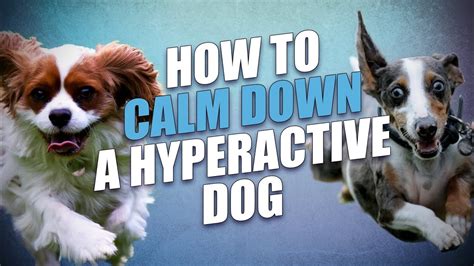 Some puppies even come out of the womb with a seemingly mellow while you might be excited to see your precious pup, don't show it. How to Calm Down a Dog (for Hyperactive and Overexcited Dogs) - YouTube