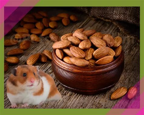 can hamsters eat almonds 15 amazing benefits