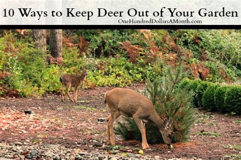 So, try planting a few holly or lilac shrubs around the perimeter of your yard. How to Keep Deer Out of Your Garden - Stop Feeding Them ...