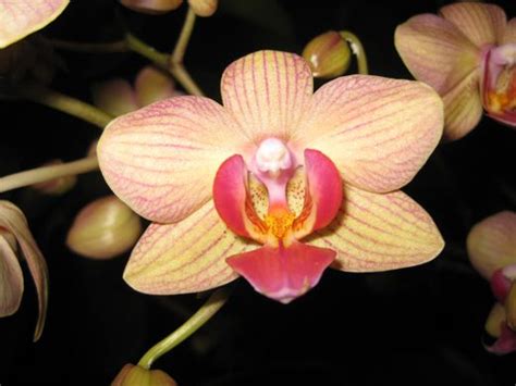 Strange Sex Lives Of Orchids Science Smithsonian Magazine