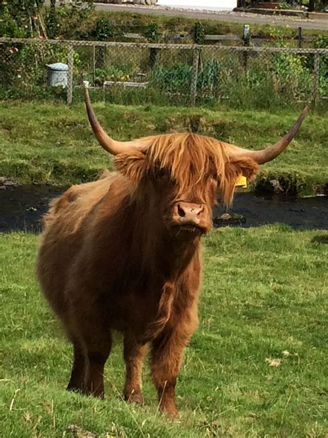 Plockton Highland Cow Fluffy Cows Animals With Horns Scottish Animals