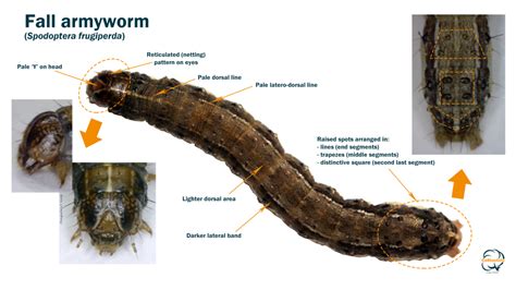 Fall Armyworm Detected In Victoria Advice For Monitoring And Reporting