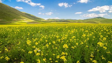 4k Wallpaper With Rapeseed Field In Summer Hd Wallpapers Wallpapers