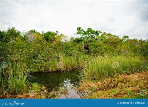 Everglades National Park Landscape Stock Photo Image Of Alligator