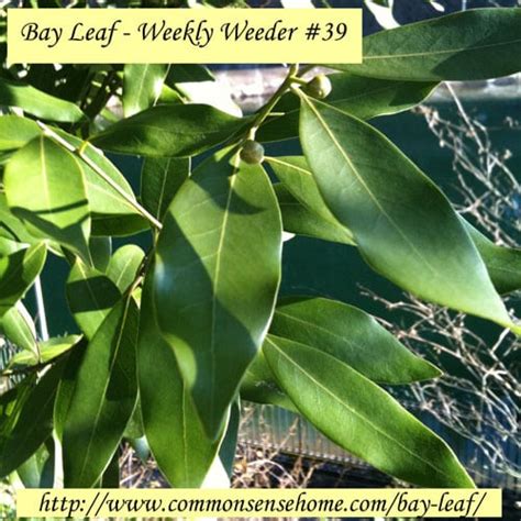 It adds aroma to soups, stews, beans, curries, biryani and fish boils. Bay Leaf—Weekly Weeder #39 | Self-Sufficiency | Before It ...