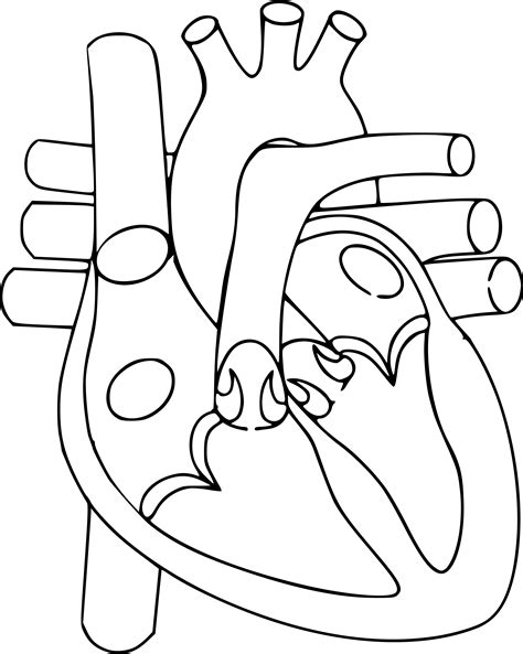 Heart Diagram Labeled Black And White