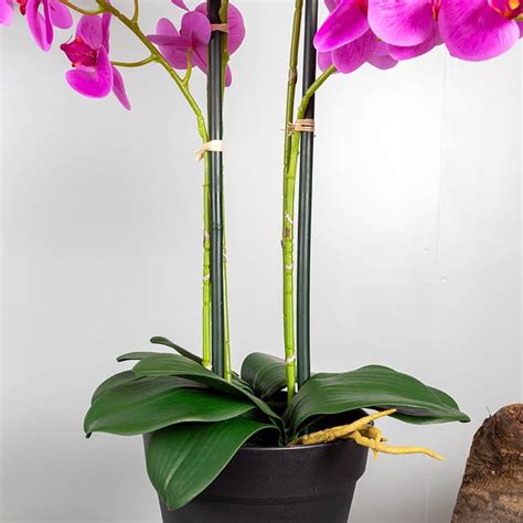 Orchidee Tak Roze Prachtig Mooie Kunst Orchidee Tak
