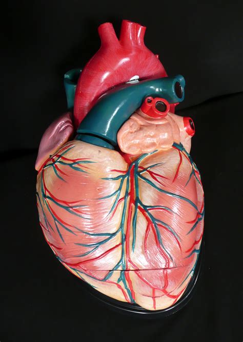 Advanced Giant Anatomical Human Heart Model Medical Anatomy Ebay