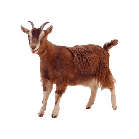 Photo Clipart Png Photo Hd Photos Png Images Design Projects Goats
