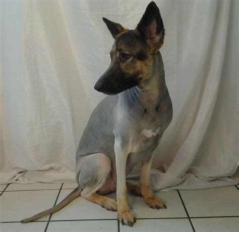 German Shephard Shaved Yahoo Image Search Results Working Dogs
