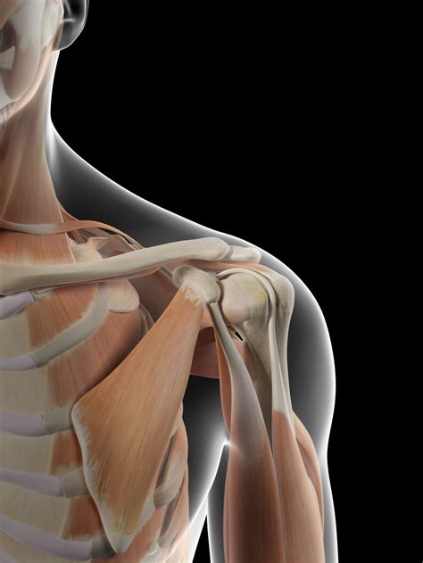 This bone runs down from the shoulder socket and joins the radius and ulna at the elbow. Anatomy of the Human Shoulder Joint