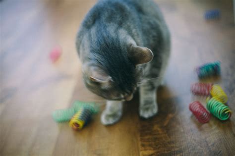 It has kept him from. Why Do Cats Chew on Plastic? Is It Dangerous? Can I Get My ...