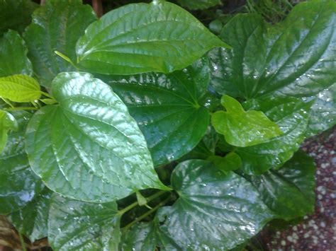 Gulai siput daun kaduk terasa 'cair' di mata juga 'tawar' di hati. FAMILY JANNATI: POKOK KADUK