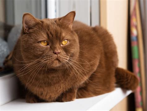Are Brown Cats Rare Everything You Should Know