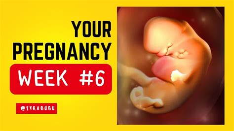 6th Week Of Pregnancy ️ Week By Week Tracker Symptoms And Tips💡 Youtube