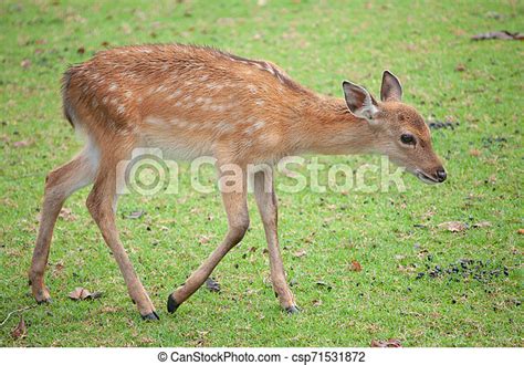 Baby Sika Deer In Group Canstock