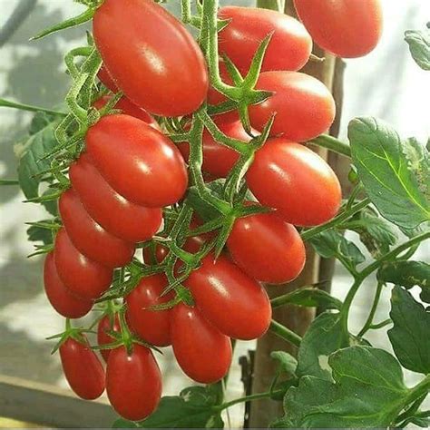 Jual Kedai Benih Biji Buah Tomat Ceri Kurma Merah Lonjong Terong