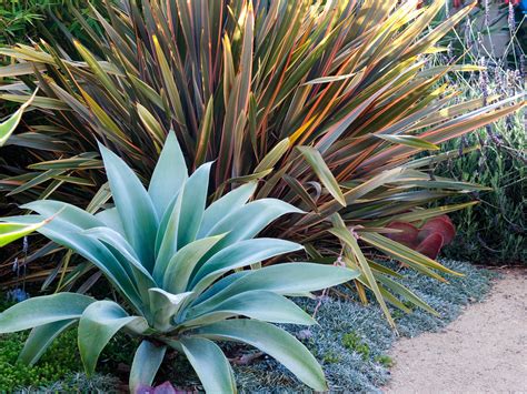 Garden designer rhoda maw of rhoda maw garden design agrees. How to Plant an Easy Garden - Sunset - Sunset Magazine