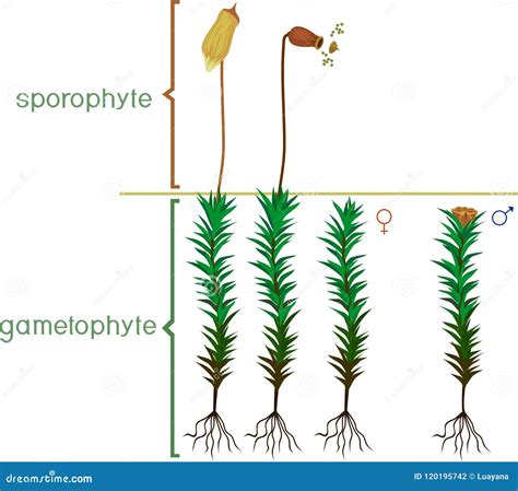 Structure Of Haircap Moss Gametophyte With Sporophyte With Titles Male