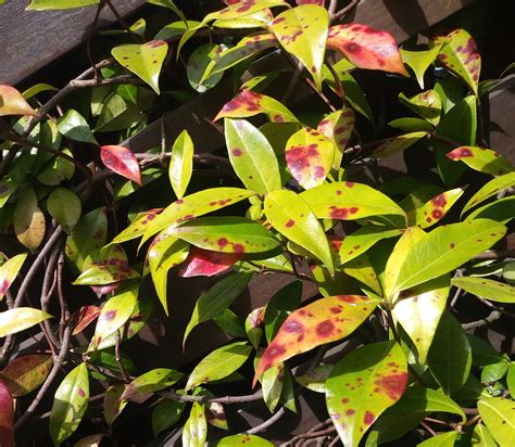 Spotting Trouble On Leaves Of Star Jasmine Daphne And Camellias Ask