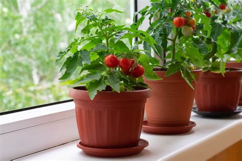 How To Grow Cherry Tomatoes In A Pot Gardner Resource
