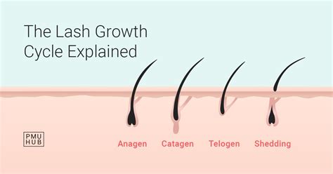 The Lash Growth Cycle Explained And Illustrated