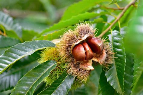 Chestnut Tree Varieties Planting From Seeds Care Problems And Harvest