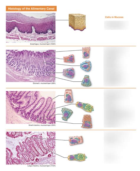 Histology Of Alimentary Canal Diagram Quizlet