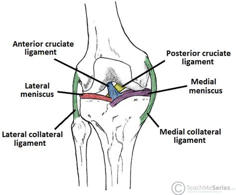 The Knee Joint Articulations Movements Injuries TeachMeAnatomy