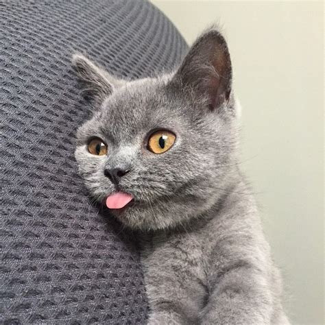 11 Derpy Cats That Love Letting Their Tongues Hang Out